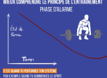 Les 3 phases du stress