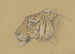 Le tigre qui s'était déguisé en chat