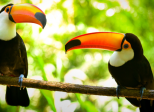 Deux oiseaux qui s’aiment 