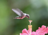 Soyons colibri
