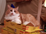This is Homer