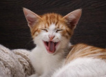"Dans mon dico à moi...", fin de chat pitre !