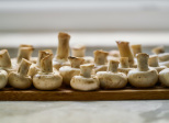 Paupiettes de dinde à la crème, aux champignons et lardons