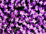 Comme une fleur