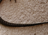 Lézardage