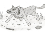 Découvrez les super-canins d'Ethélys !