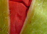 Les écrits du coquelicot