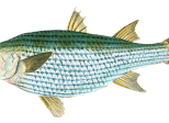 Poisson