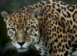 Le Jaguar