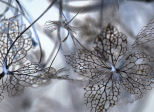 Mini expo photo 9 : L’hortensia l’hiver