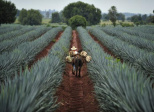 l'AGAVE Bleue