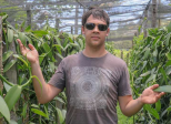 Étude sur les Effets de la Scarification Chimique et de la Concentration d'Azote sur la Germination et le Développement In Vitro de Vanilla planifolia