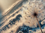 Pappus en décembre