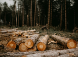 Déforestation