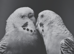 Le baiser de Giselle et Fabien