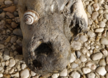 Oeil de pierre