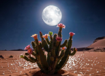 Cactus...