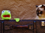 La Grenouille Qui Fait Miaou