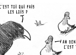 PIGEONS !