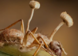 Le Champignon zombificateur