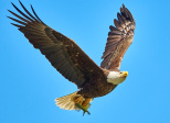 AIGLE