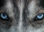 Loup