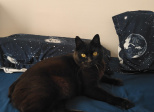 Témoignage « J’ai adopté un chat SOS à la SPA de Gennevilliers »