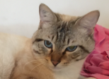 Pensées de Chat