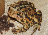 Sur la route un crapaud (chanson)