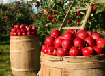 Raconte la vie d'une pomme !