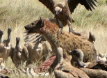cohabitation avec les loups ? 