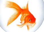 Micropoésie (poisson)