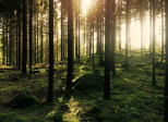 Un débat inédit pour la journée internationale des forêts à Montner