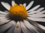 Marguerite