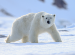 Jour numéro 19 : Arctique
