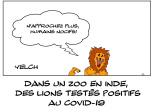 Lions positifs au Covid-19 et pas rassurés du tout