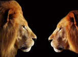 Episode 69 : Le lion est mort
