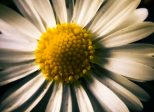 Marguerite