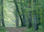 L'appel de la forêt