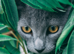 À la chasse