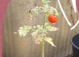 Tomate du jour 🍅