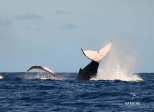 Swimming with Whales / Nager avec les Baleines