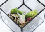 Je crée mon terrarium de Pierre Eyssartier