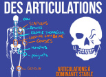 Stabilité/mobilité des articulations
