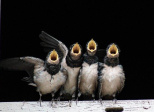 Faire comme l'oiseau