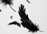 1.Comme une plume au vent