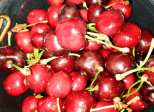Clafoutis aux fruits