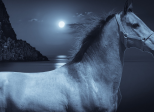 CHEVAL  BLEU
