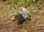 Swimming with Alligators and Pirhanas
