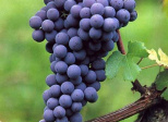 focus sur un cépage transalpin "Le nebbiolo"